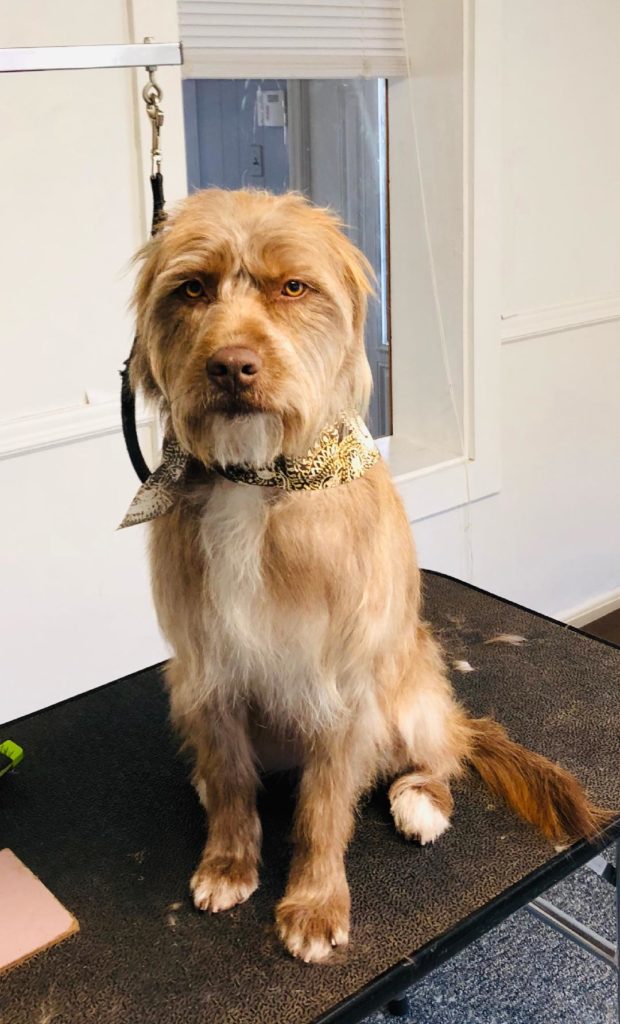 Touch Of Grace Pet Spa Natural Dog Grooming